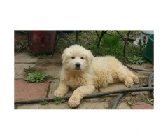 5 Great Pyrenees puppies UTD on shots and worming - 3