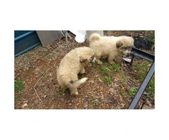 5 Great Pyrenees puppies UTD on shots and worming - 5
