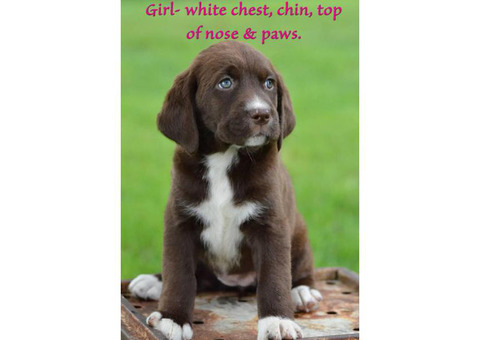 Springador / Labradinger Puppies for sale