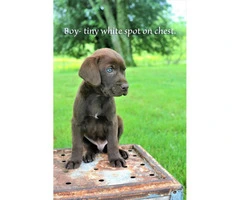 Springador / Labradinger Puppies for sale - 2