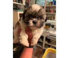 3 little girl shihtzu puppies for sale - 1