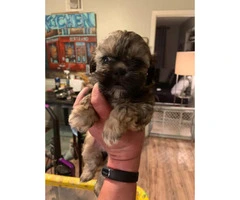 3 little girl shihtzu puppies for sale - 2