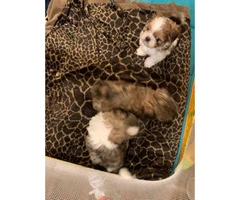 3 little girl shihtzu puppies for sale - 3