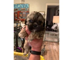 3 little girl shihtzu puppies for sale - 4
