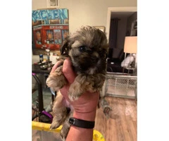3 little girl shihtzu puppies for sale - 5