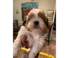 3 little girl shihtzu puppies for sale - 6