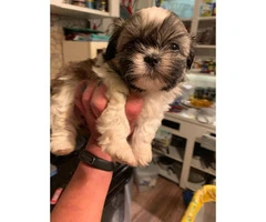 3 little girl shihtzu puppies for sale - 7