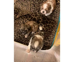3 little girl shihtzu puppies for sale - 8