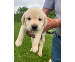 Labrador Retriever Puppy For Sale By Ownerohio Puppies For Sale Near Me