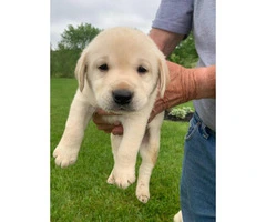 Akc registered yellow labs - 1