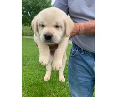 Akc registered yellow labs - 3