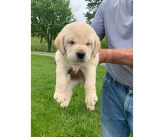 Akc registered yellow labs - 4