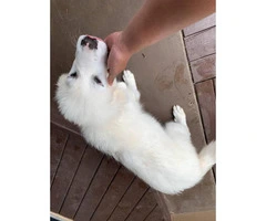 4 months old female Great Pyrenee Puppy for Sale - 4