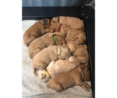 F2B goldendoodle puppies 6 males and two females left