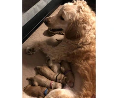 F2B goldendoodle puppies 6 males and two females left - 2