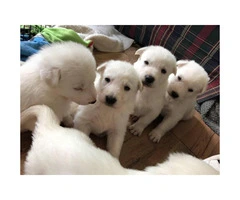 Full Blooded Solid White Male German Shepherd Puppies