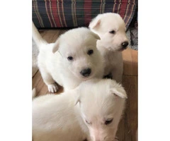 Full Blooded Solid White Male German Shepherd Puppies - 2