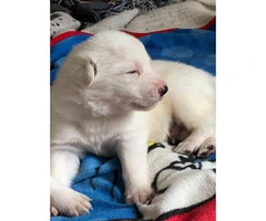 Full Blooded Solid White Male German Shepherd Puppies - 3