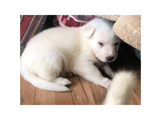 Full Blooded Solid White Male German Shepherd Puppies Puppies For 