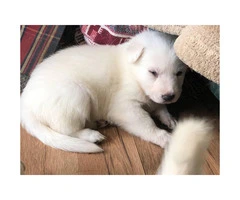 Full Blooded Solid White Male German Shepherd Puppies - 4