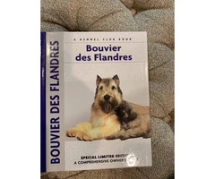 AKC Bouvier Des Flanders Female Puppies for Sale - 2