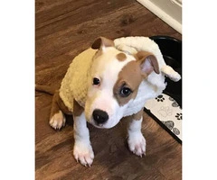 Tan and white male pit bull puppy for sale - 4
