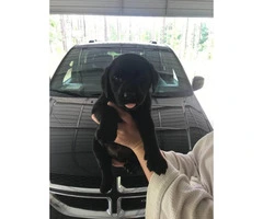 2 black male lab puppies available - 1