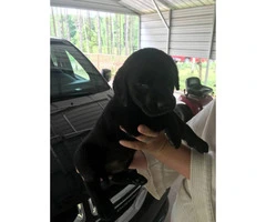 2 black male lab puppies available - 2