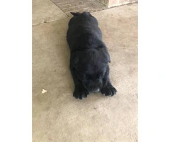 2 black male lab puppies available - 3