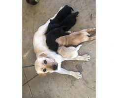 2 black male lab puppies available - 4