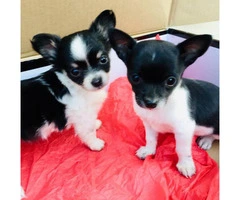 2 apple head chihuahua puppies for sale