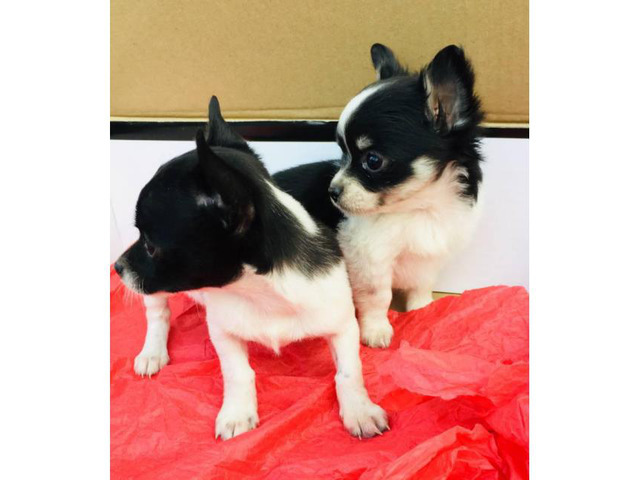 2 apple head chihuahua puppies for sale in Greensboro