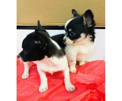 2 apple head chihuahua puppies for sale - 2