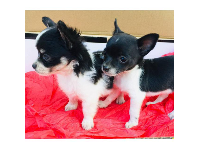 2 apple head chihuahua puppies for sale in Greensboro