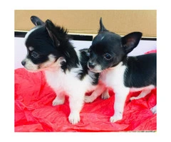 2 apple head chihuahua puppies for sale - 3