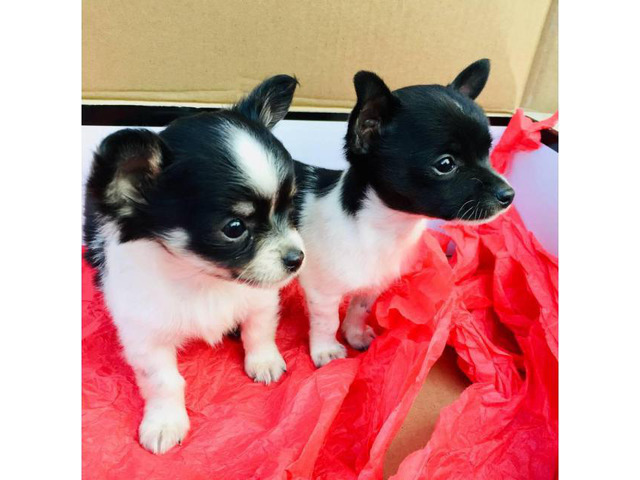 2 apple head chihuahua puppies for sale in Greensboro