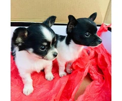 2 apple head chihuahua puppies for sale - 4