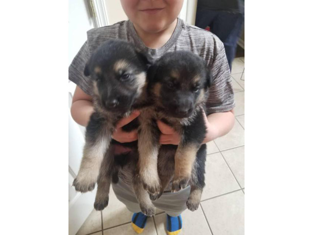 German shepherd puppies 3 males, 1 female in Darby ...