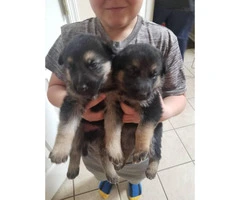 German shepherd puppies 3 males, 1 female