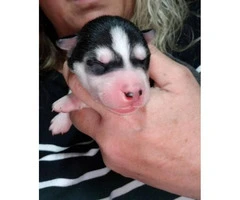Registered husky puppies for sale