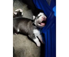 Registered husky puppies for sale - 2
