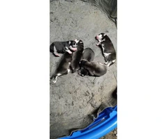 Registered husky puppies for sale - 3