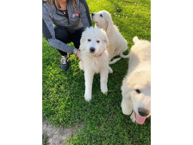 White Pyrenees Puppies for Sale - 1/3