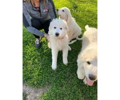 White Pyrenees Puppies for Sale