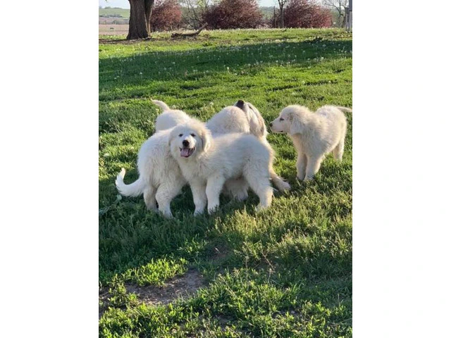 White Pyrenees Puppies for Sale - 2/3