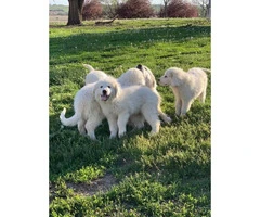 White Pyrenees Puppies for Sale - 2
