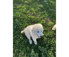 White Pyrenees Puppies for Sale - 3