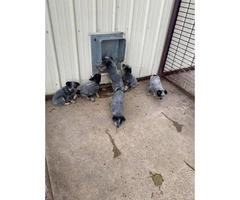 Blue Heeler Puppies for sale one male and five females