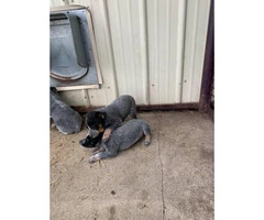 Blue Heeler Puppies for sale one male and five females - 2