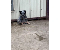 Blue Heeler Puppies for sale one male and five females - 3
